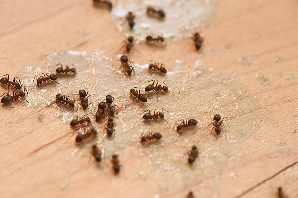 Best Pest Inspection Near Me  in Woburn, MA