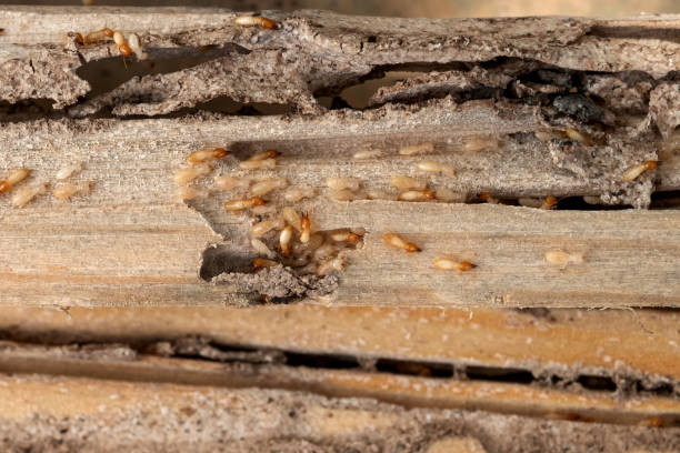 Wasp Removal Services in Woburn, MA