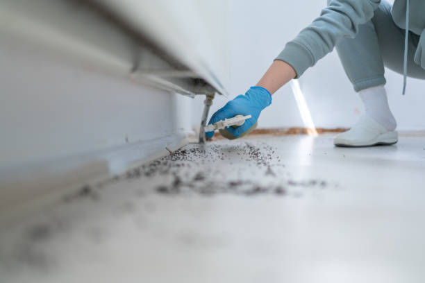 Best Rat Extermination Near Me  in Woburn, MA